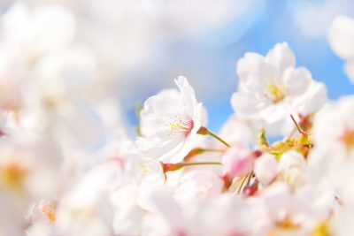 cherry-blossom_00004